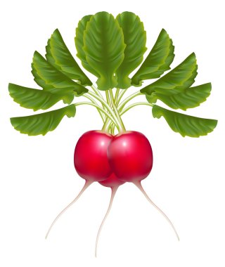 vektör turp.