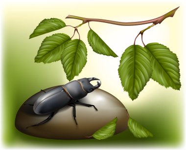 doğa ortamında beetle
