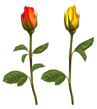 Sarı ve kırmızı güller.