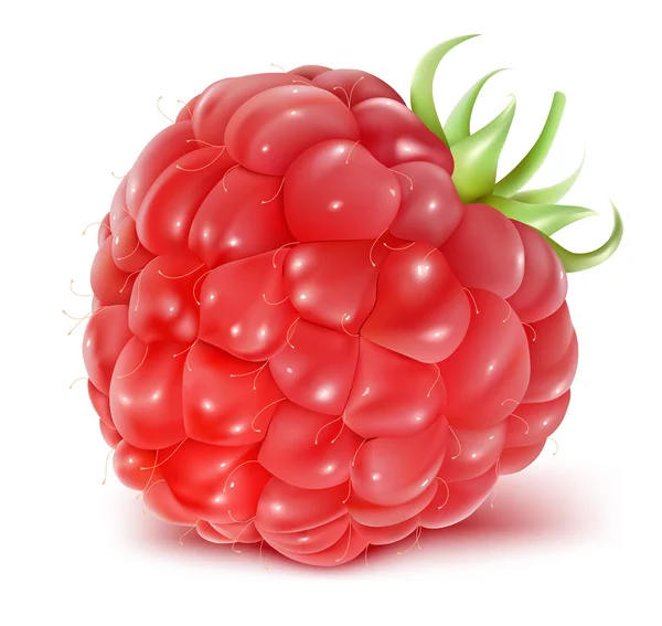 Ripe raspberry. — Stock Vector