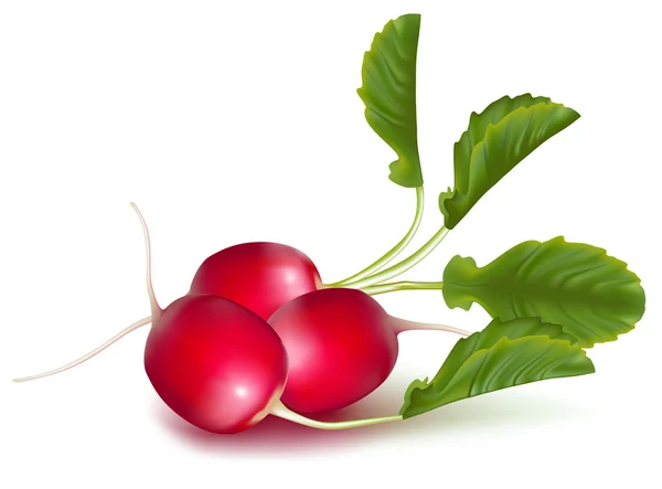 Ripe red radishes — Stock Vector