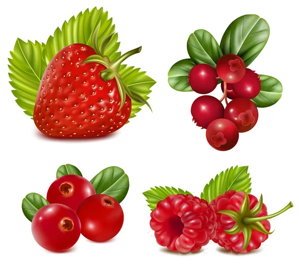 Червоні ягоди з листям . — стоковий вектор