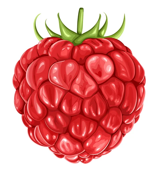 Raspberry - Stok Vektor