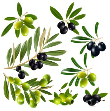 Yeşil ve siyah zeytin