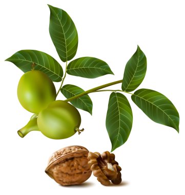 Çerkes ceviz