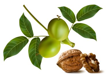 Çerkes ceviz