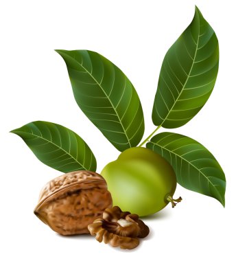 Çerkes ceviz