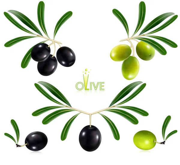 Aceitunas verdes con hojas . — Vector de stock