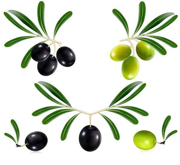 Aceitunas verdes y negras — Vector de stock