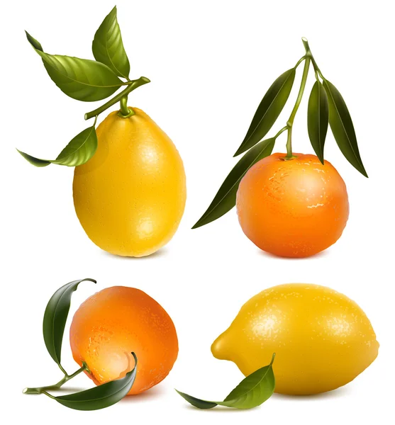 Mandarines et citrons — Image vectorielle