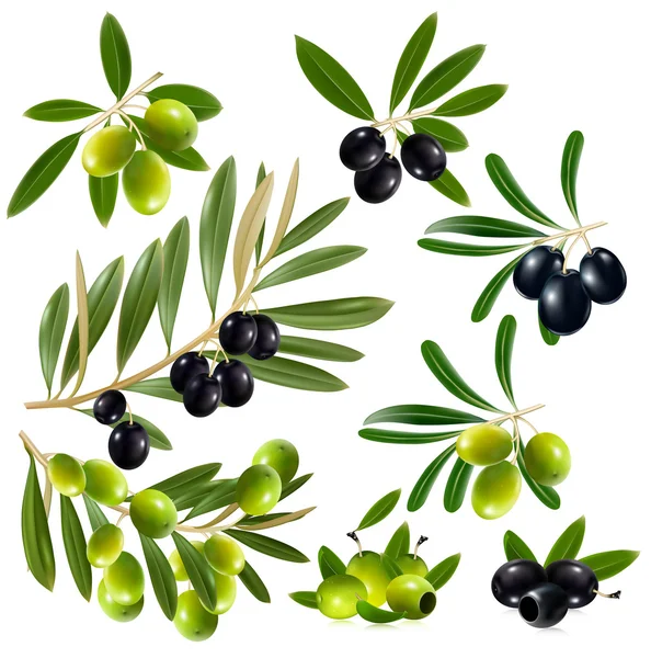 Zelené a černé olivy — Stockový vektor