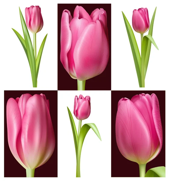 Růžové tulipány — Stockový vektor