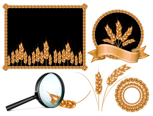 Wheat ears collection — Stock Vector