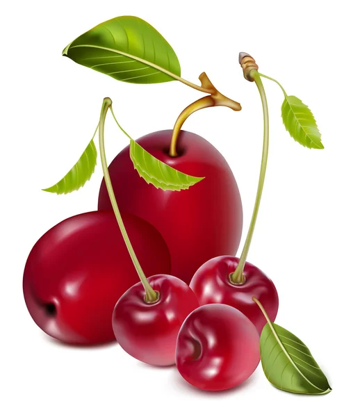 Ripe plums with cherries. — Stock Vector