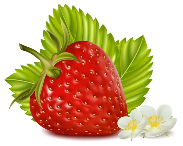 Erdbeere mit Blättern und Blüten. — Stockvektor