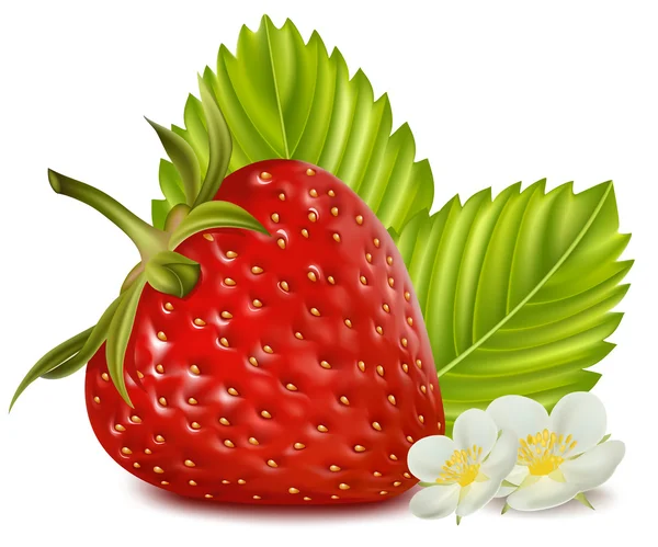 Erdbeere mit Blättern und Blüten. — Stockvektor