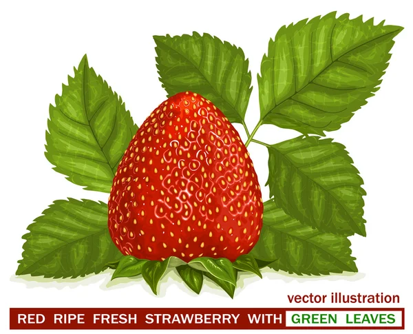 Φράουλα με φύλλα. — Διανυσματικό Αρχείο