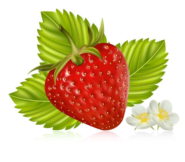 Strawberry with leaves — Stock Vector