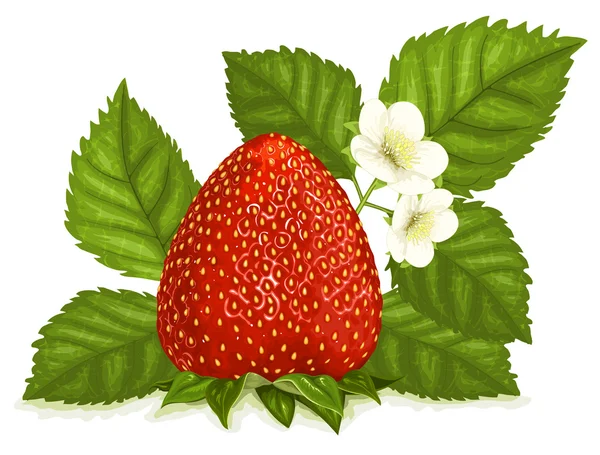 Illustrazione della fragola — Vettoriale Stock