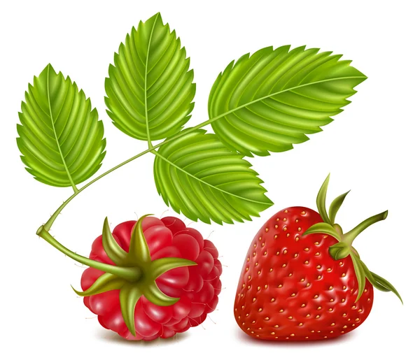 草莓和树莓的叶子. — 图库矢量图片