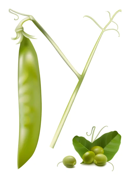 Green peas. — Stock Vector