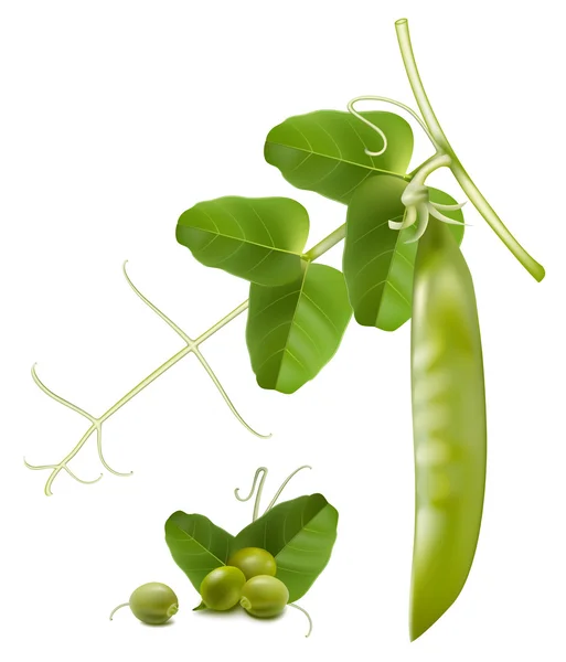 Green peas. — Stock Vector