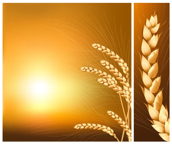 Ears of wheat — Stock Vector