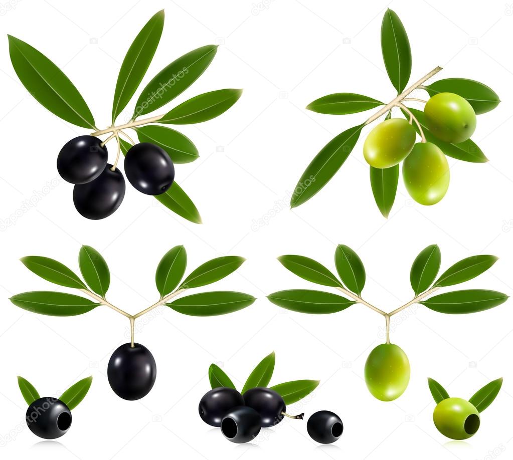 Photorealistic vector illustration. Green and black olives with leaves.