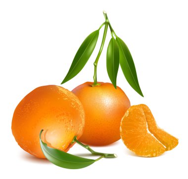 Fresh tangerine fruits clipart