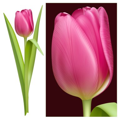 vektör çizim Pembe Lale.