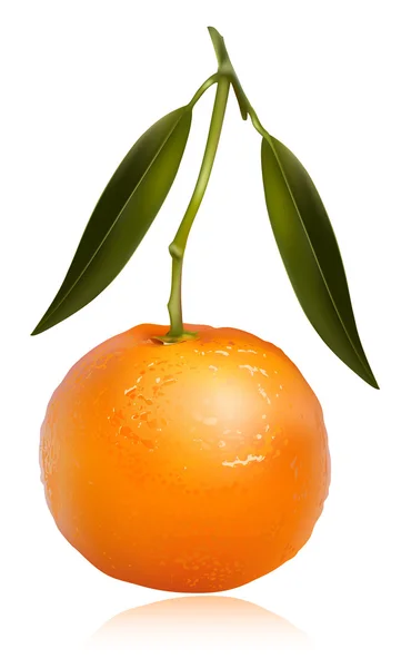 Tangerine segar - Stok Vektor
