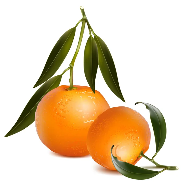 Świeże mandarynki — Wektor stockowy