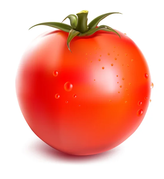 Pomidor z kropli wody. — Wektor stockowy