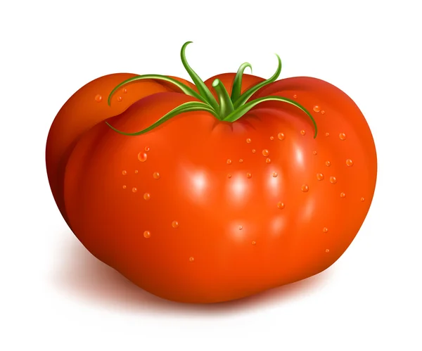 Κόκκινο ώριμης ντομάτας με σταγόνες νερού — Διανυσματικό Αρχείο