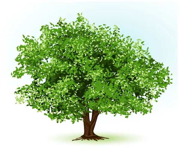 Un arbre. Illustration vectorielle — Image vectorielle