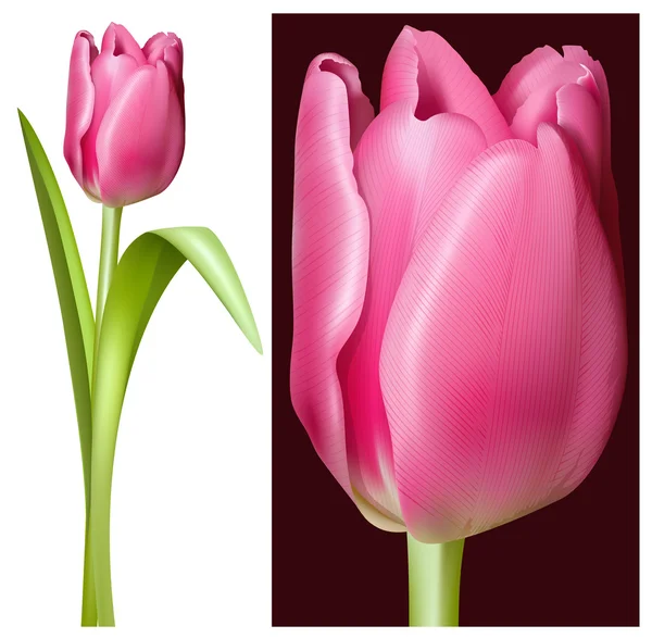 Ilustración vectorial de tulipán rosa . — Vector de stock