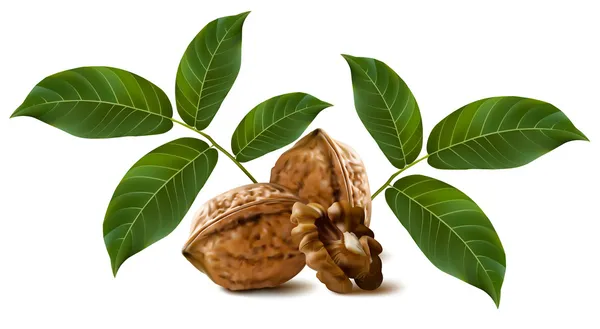 Nueces circasianas con hojas — Vector de stock