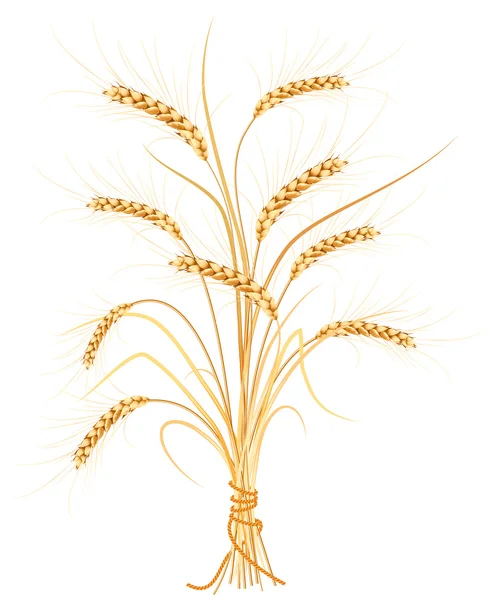 Vector wheat. — Stock Vector