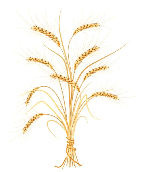 Vector wheat. — Stock Vector