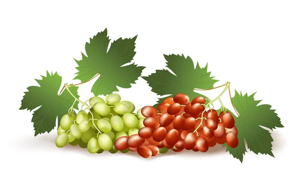 White and red grapes. — Stock Vector