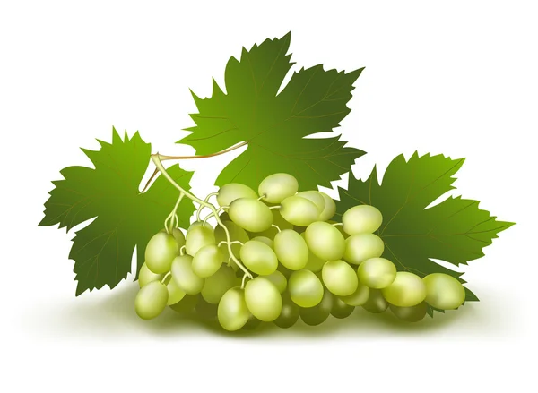 Grapes. — Stock Vector