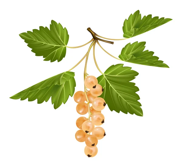Vector white currant. — Stock Vector