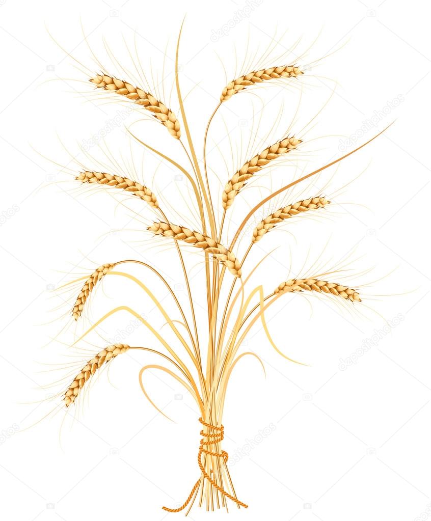 Vector wheat.