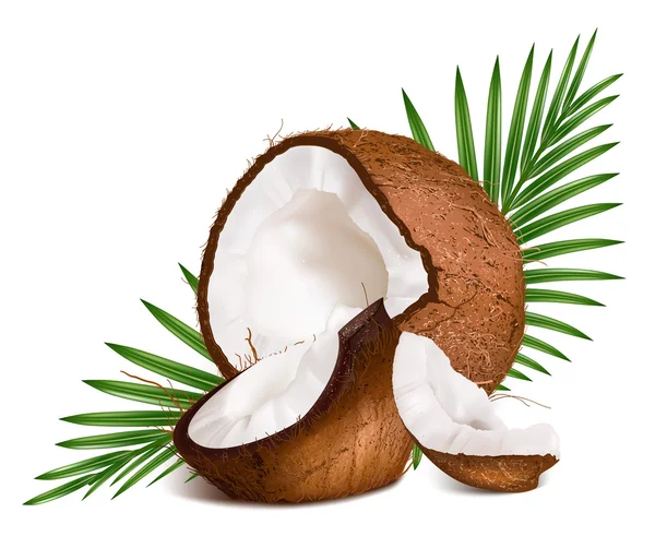 Kokosnötter med blad. — Stock vektor