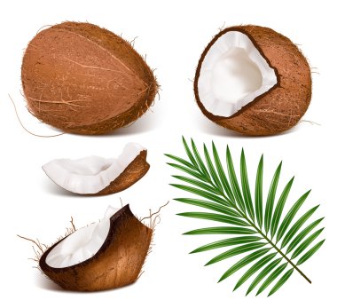 Coconuts with leaves. clipart