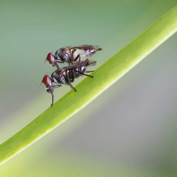 Accoppiamento della mosca — Foto Stock