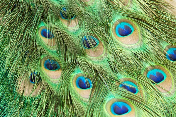Achtergrond peacock — Stockfoto