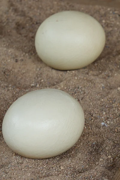 Huevo de avestruz —  Fotos de Stock