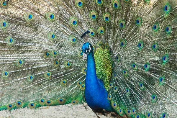 Peacock weergegeven: — Stockfoto