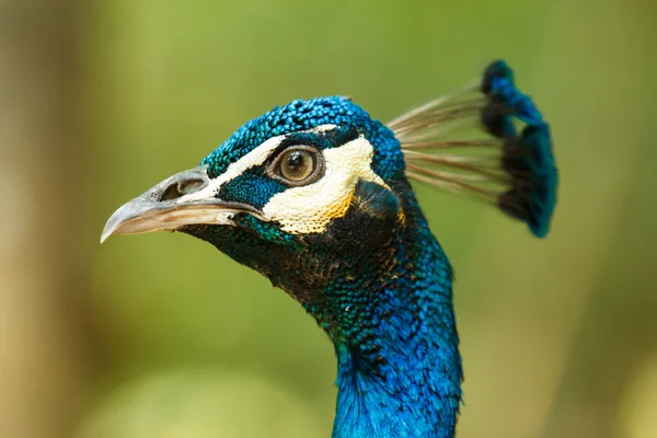 Blue peacock — Stock Photo, Image